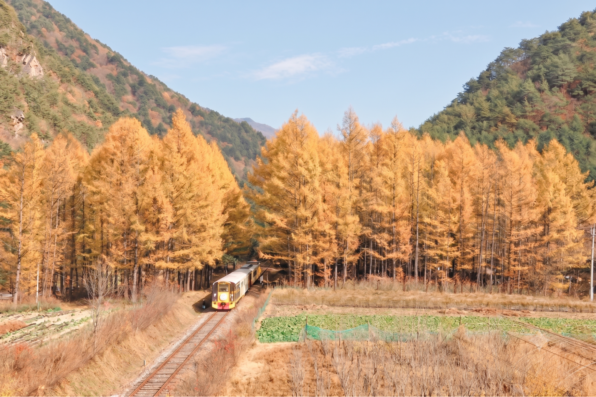 산과 계곡을 감상할 수 있는 정선아리랑열차(A-train) 기차 여행