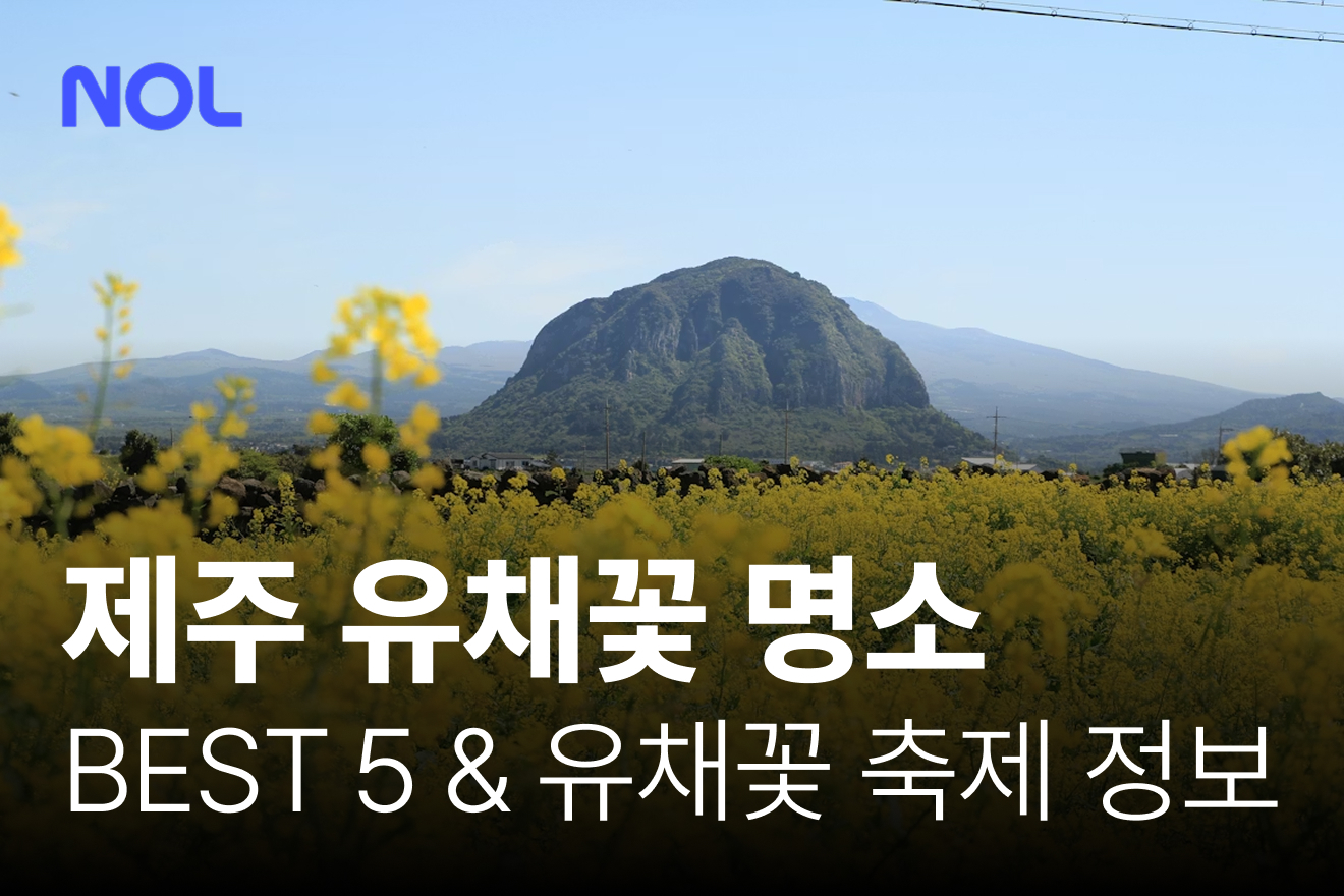 제주-유채꽃-명소-유채꽃-축제-추천